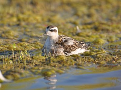 bird-gallery (9)